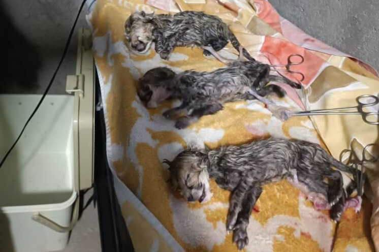 فرزندان «ایران»، یوزپلنگ ایرانی متولد شدند