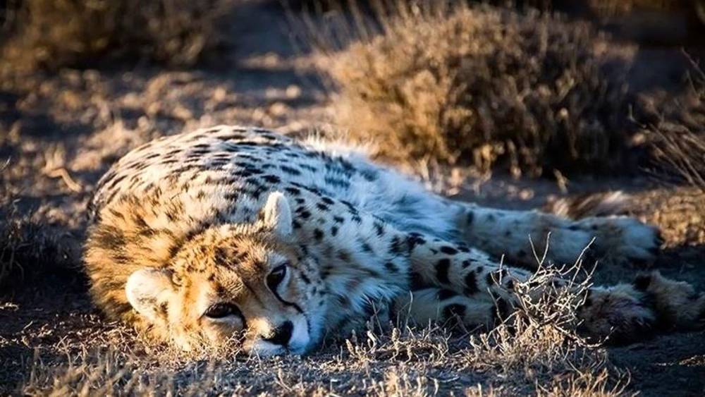 مرگ «کوشکی»، یوزپلنگ معروف ایرانی