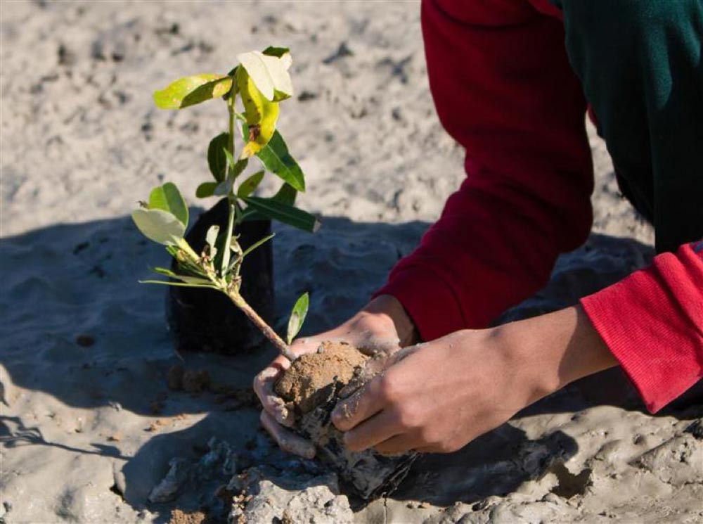 درخت‌کاری «جاباما» و بومی‌های قشم برای احیای جنگل حرا