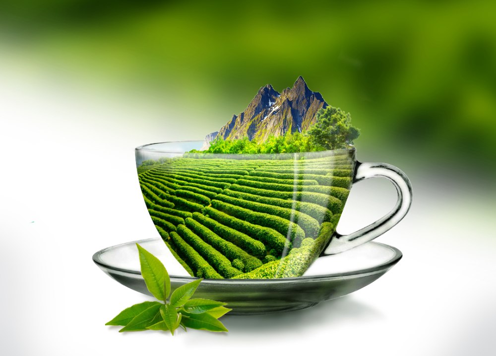 با انواع چای در جهان و ایران آشنا شوید + اینفوگرافیک