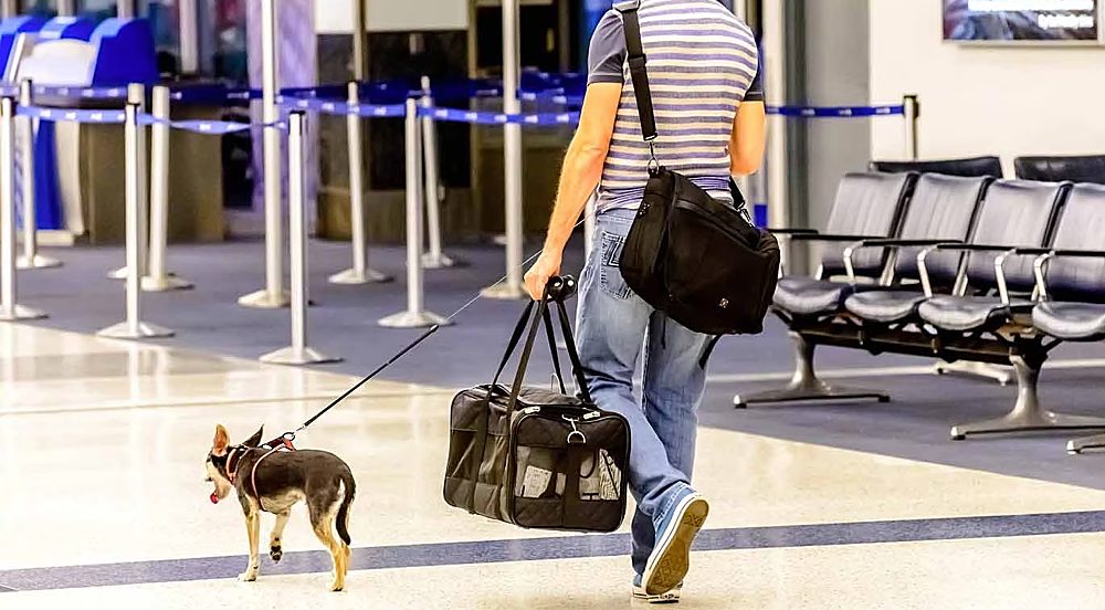 ورود سگ به فرودگاه ممنوع شد