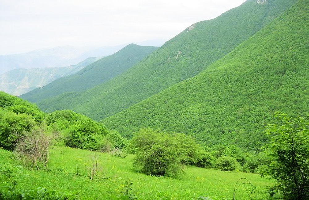 ثبت جهانی «جنگل دیزمار» به سال بعد موکول شد