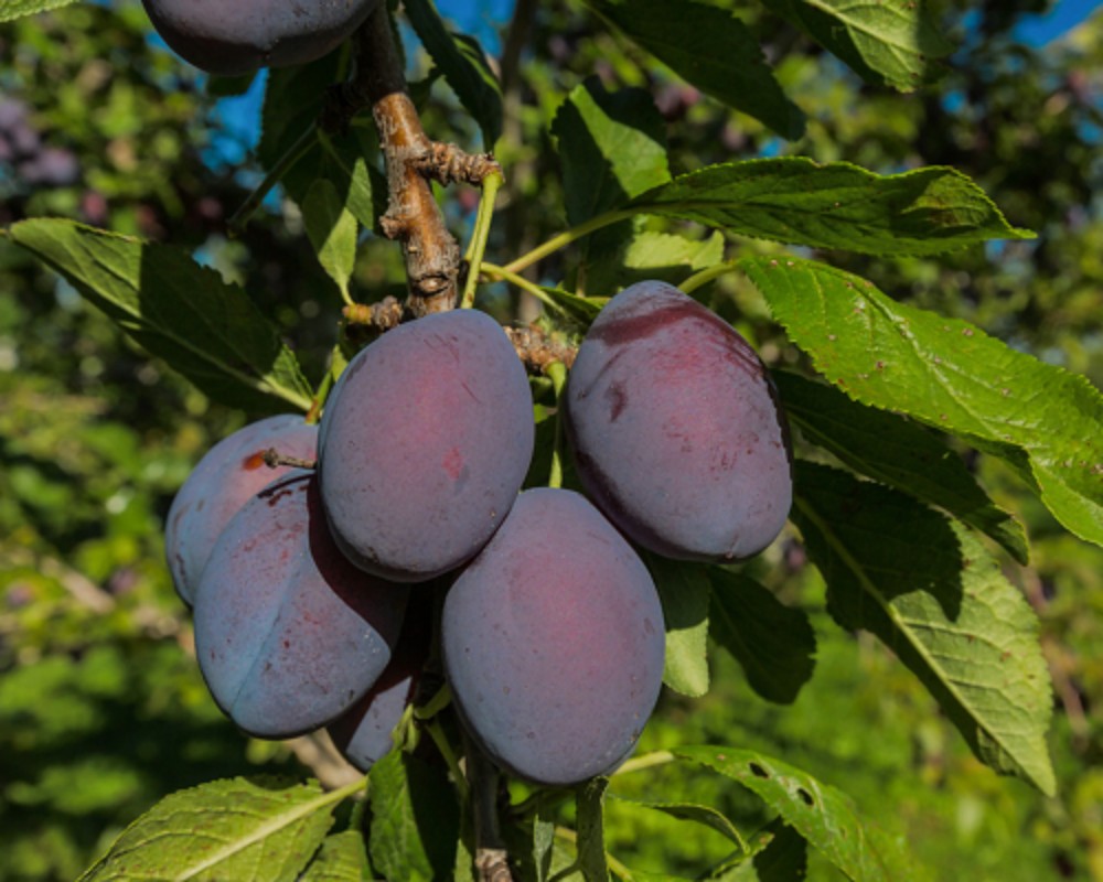 نهال آلو مناسب برای مناطق سردسیر که ارزش کاشت و دلاری دارد