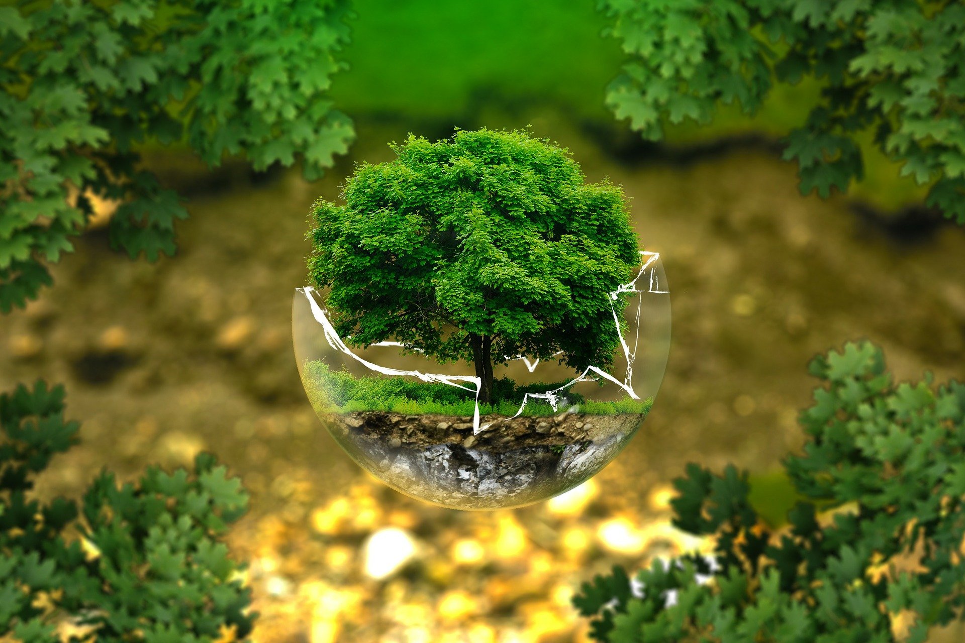 ایده جالب Trees4Travel برای توسعه گردشگری پایدار
