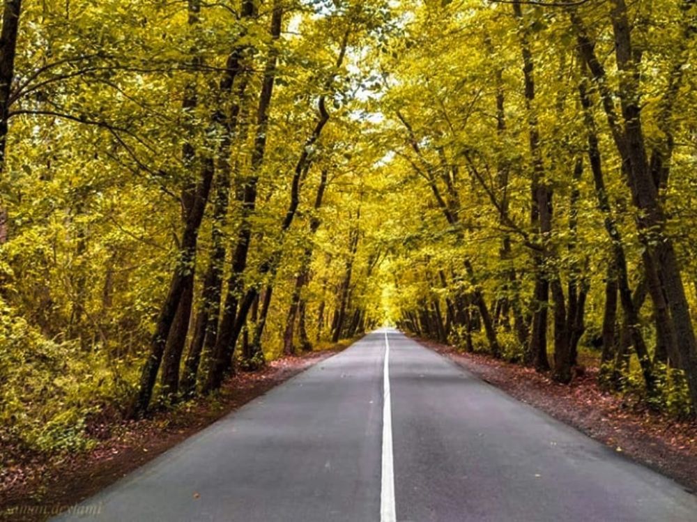 جنگل های پاییزی ایران