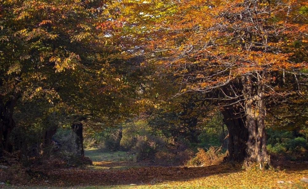 جنگل های پاییزی ایران