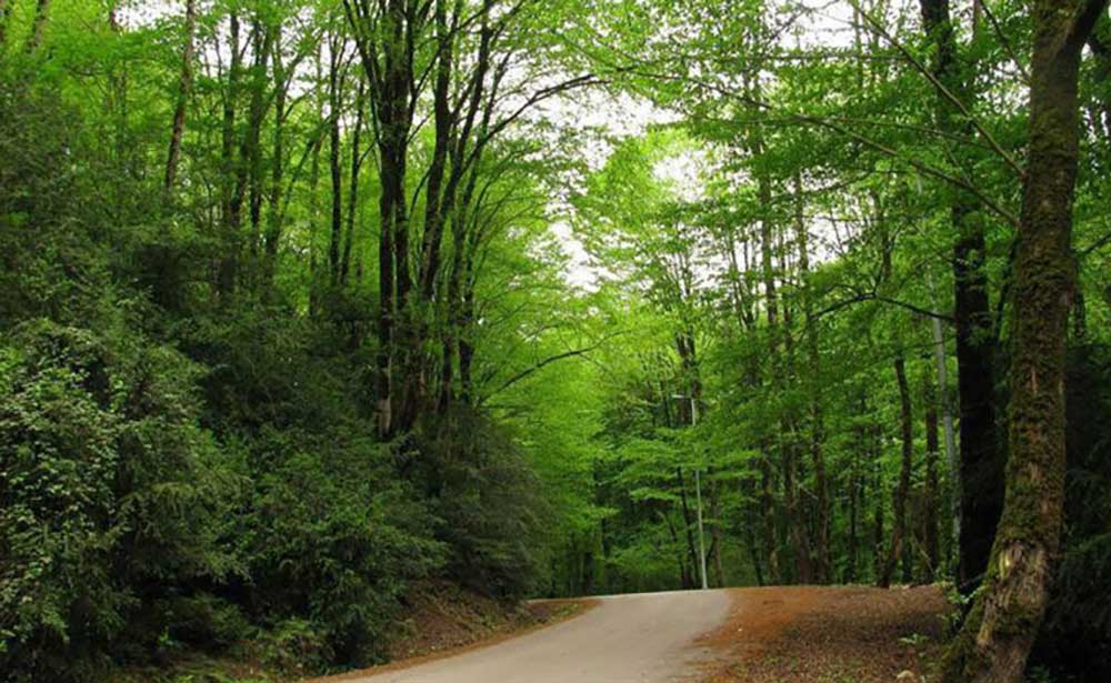 جنگل لفور، بهشت چند میلیون ساله 