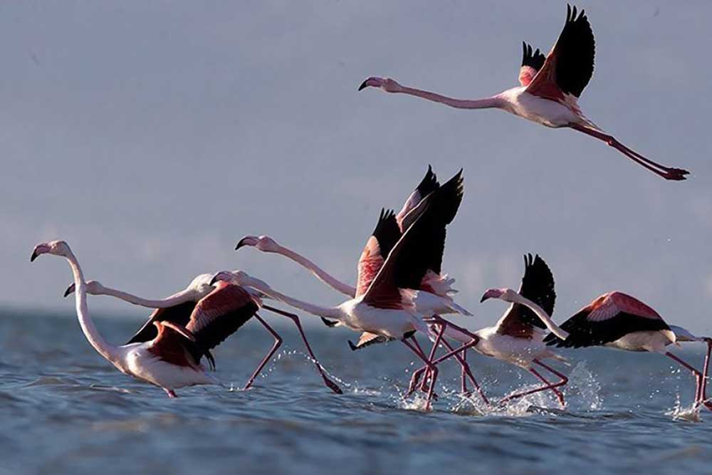 تالاب های ایران - میانکاله تالاب