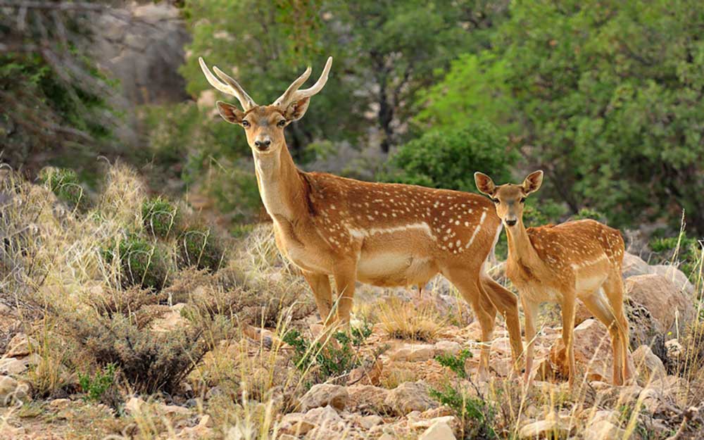 زیباترین دشت های ایران - دشت ناز