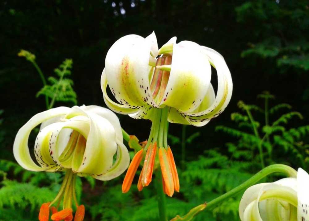 مقاصد طبیعت گردی خاص ایران - سوسن چلچراغ