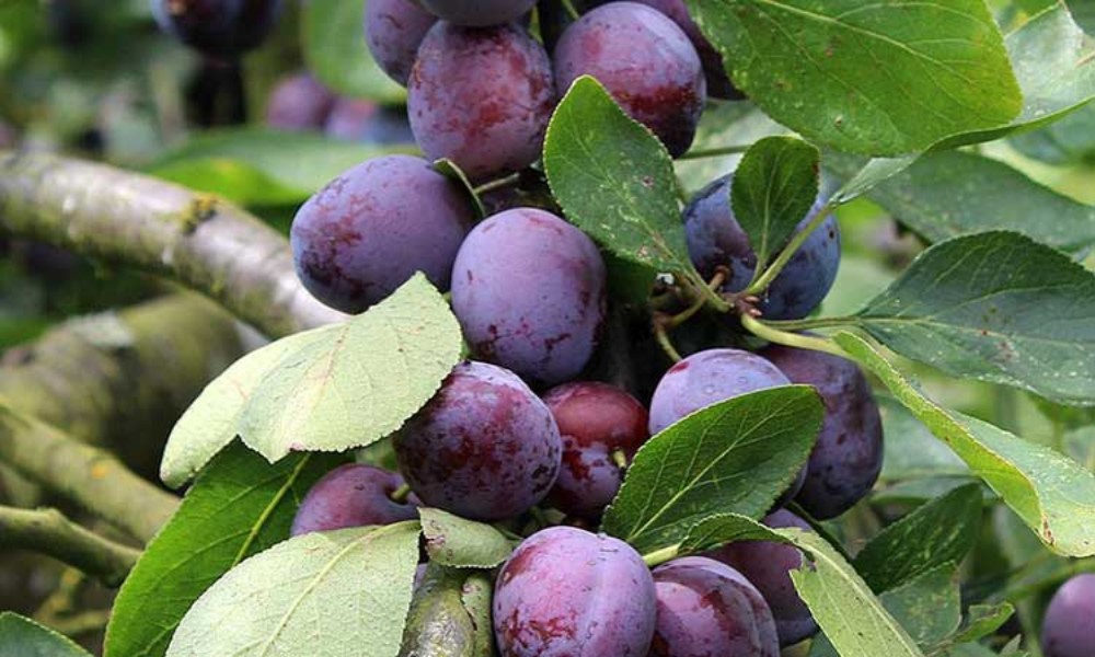 نهال آلو تخم مرغی مناسب برای چه مناطقی در ایران است