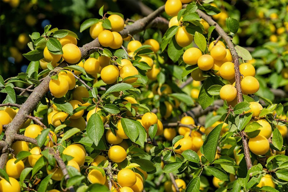 بررسی کاشت نهال آلو مراغه در مناطق مختلف ایران