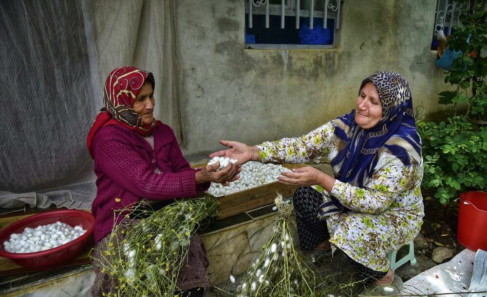 میراث جهانی تولید سنتی ابریشم