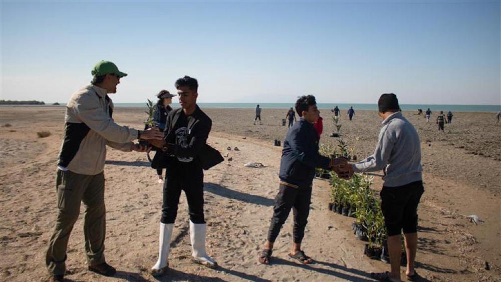 احیای جنگل‌های حرا توسط جاباما