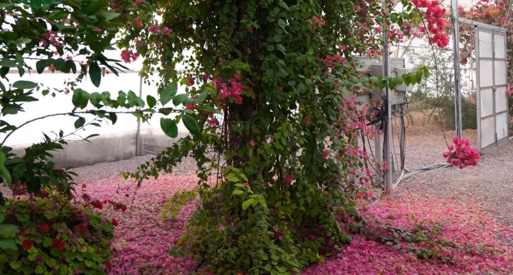 مزرعه کاریز