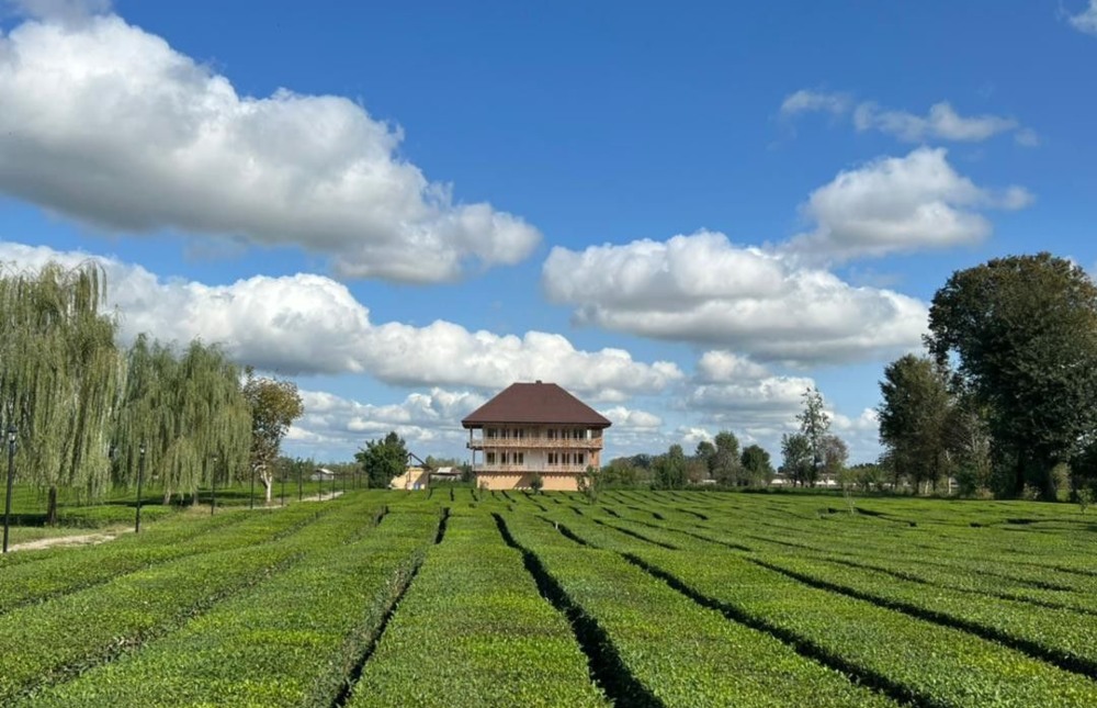 مزرعه تی باغ