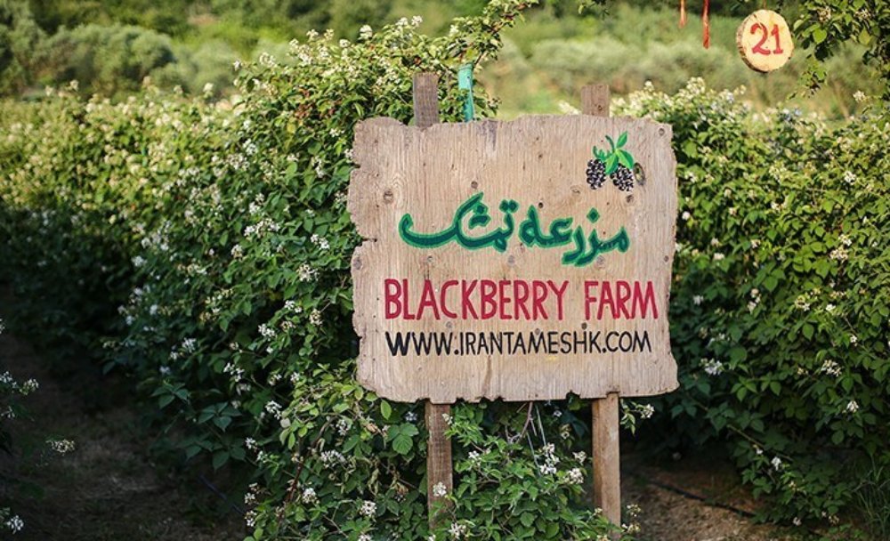 مزرعه توسکا